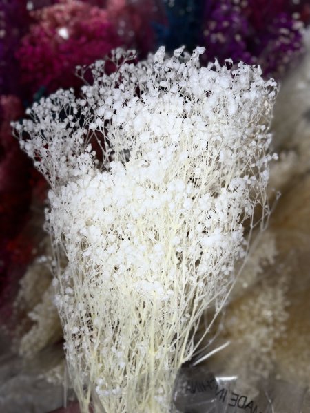 ورد جفسو ابيض