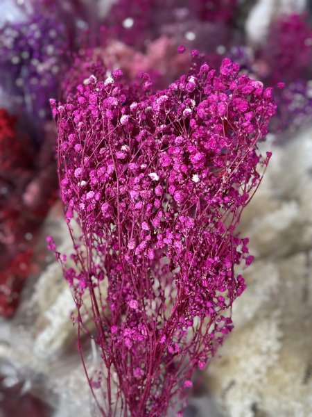 ورد جفسو فوشي