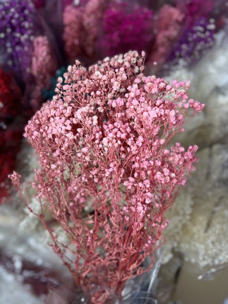 ورد جفسو زهر بارد