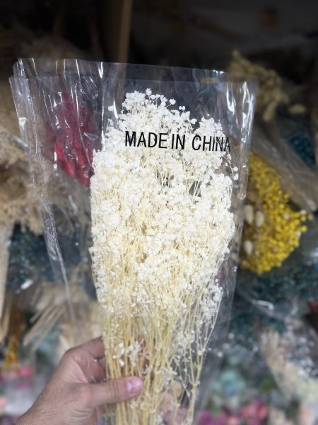 ورد جفسو ابيض